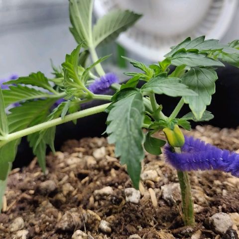 Diesel Automatic growlog timeline photo