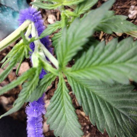 Diesel Automatic growlog timeline photo