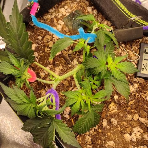 Diesel Automatic growlog timeline photo