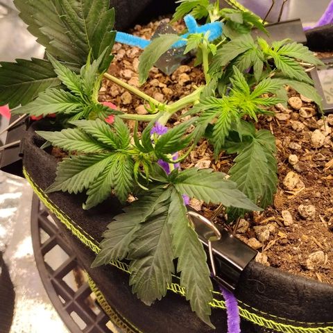 Diesel Automatic growlog timeline photo