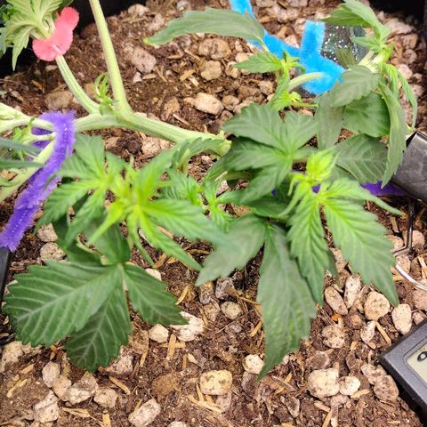 Diesel Automatic growlog timeline photo
