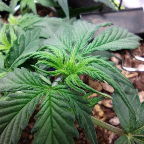 Diesel Automatic growlog timeline photo