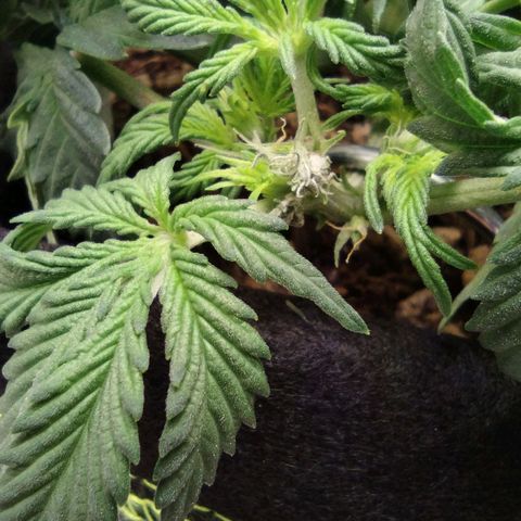 Diesel Automatic growlog timeline photo