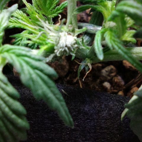 Diesel Automatic growlog timeline photo
