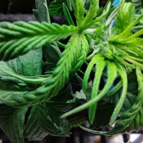 Diesel Automatic growlog timeline photo