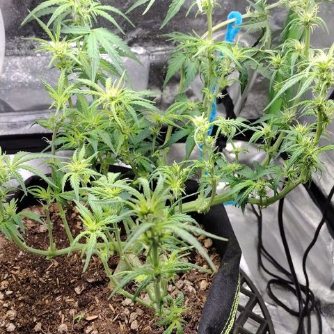 Diesel Automatic growlog timeline photo