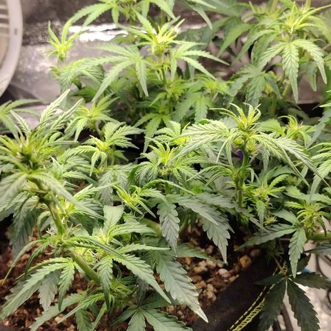 Diesel Automatic growlog timeline photo