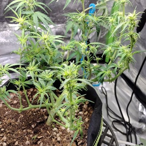 Diesel Automatic growlog timeline photo