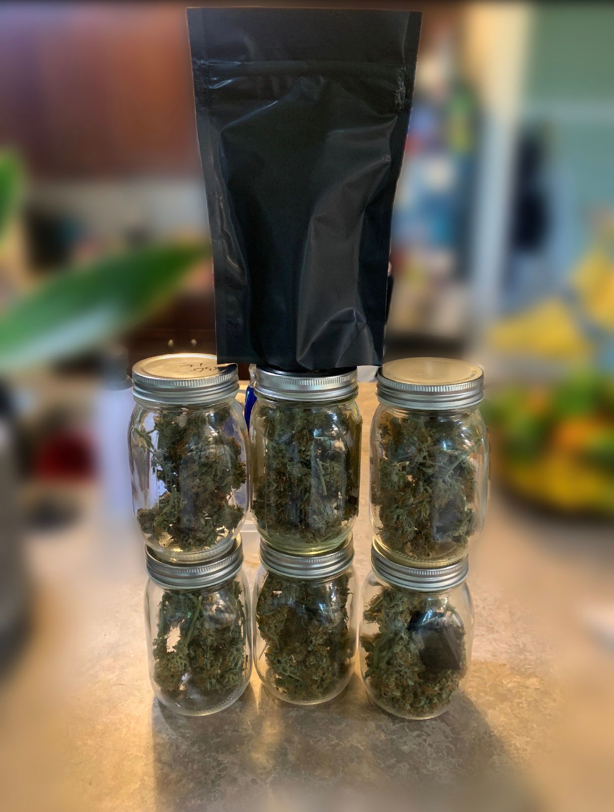 Northern Light Automatic 2024 Freebie growlog header