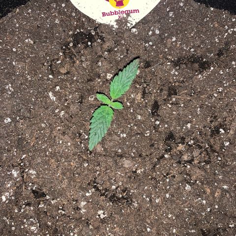 Bubblegum XL growlog timeline photo