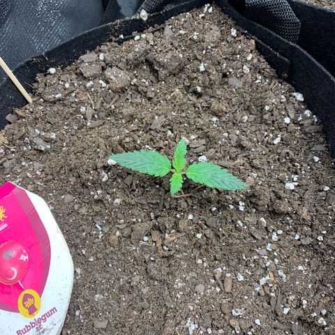Bubblegum XL growlog timeline photo