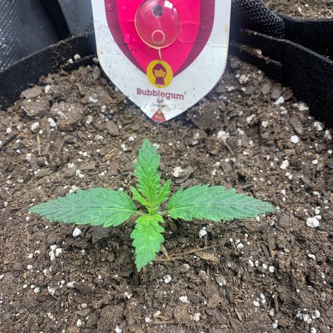 Bubblegum XL growlog timeline photo