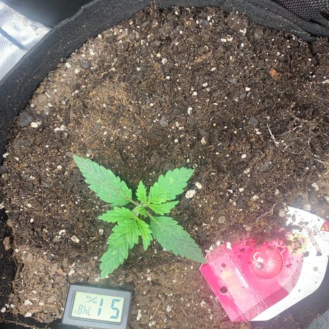 Bubblegum XL growlog timeline photo