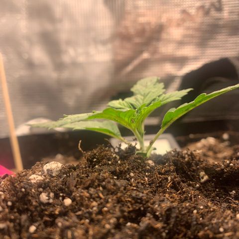 Bubblegum XL growlog timeline photo
