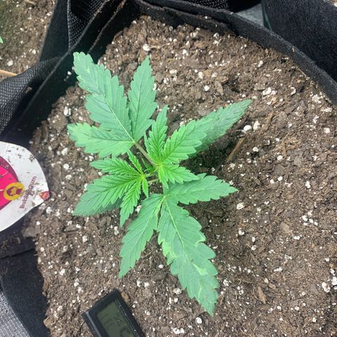 Bubblegum XL growlog timeline photo