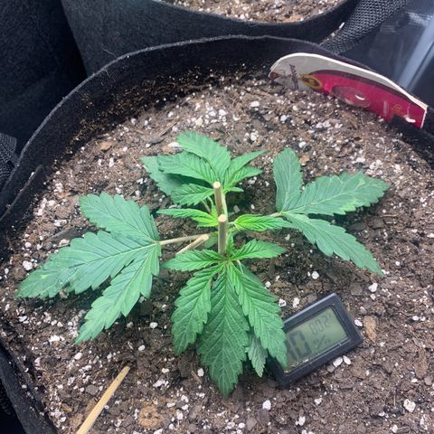 Bubblegum XL growlog photo: LST