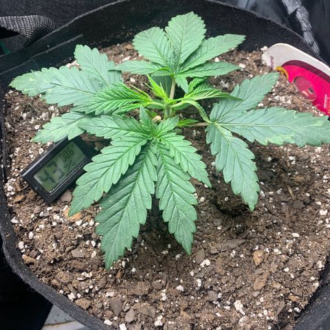 Bubblegum XL growlog timeline photo