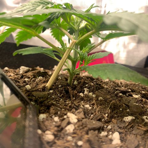 Bubblegum XL growlog timeline photo
