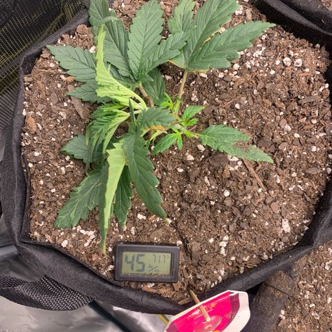 Bubblegum XL growlog timeline photo