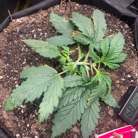 Bubblegum XL growlog timeline photo