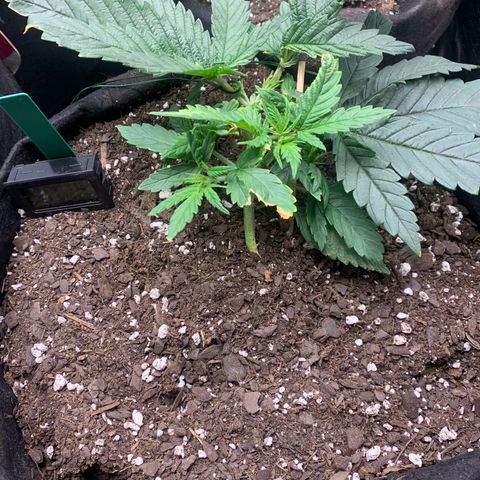 Bubblegum XL growlog timeline photo