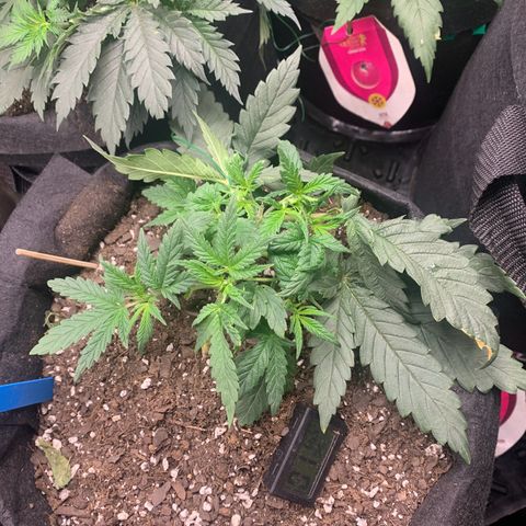 Bubblegum XL growlog timeline photo