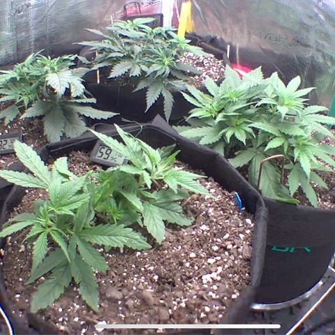 Bubblegum XL growlog photo: Night before flip