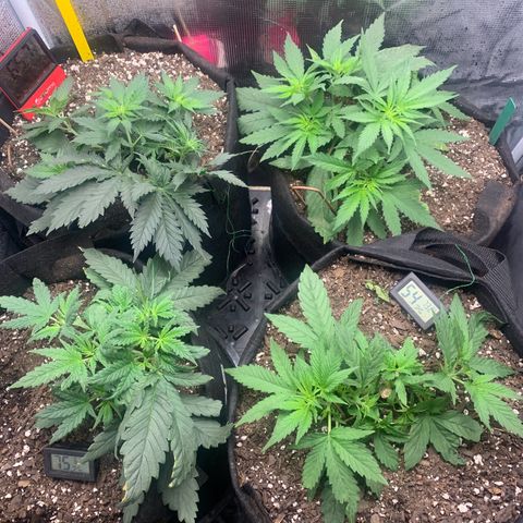 Bubblegum XL growlog timeline photo