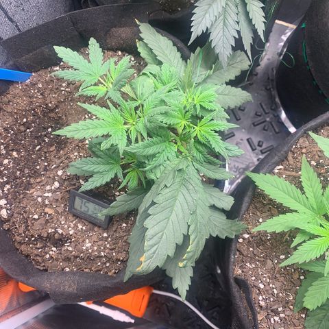 Bubblegum XL growlog timeline photo
