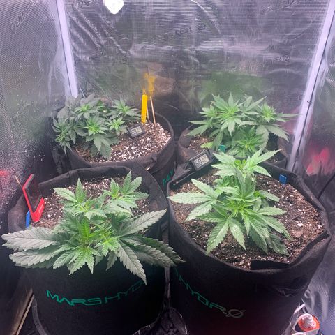 Bubblegum XL growlog photo: Flip Day 2
