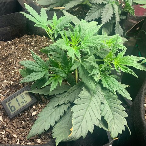 Bubblegum XL growlog timeline photo