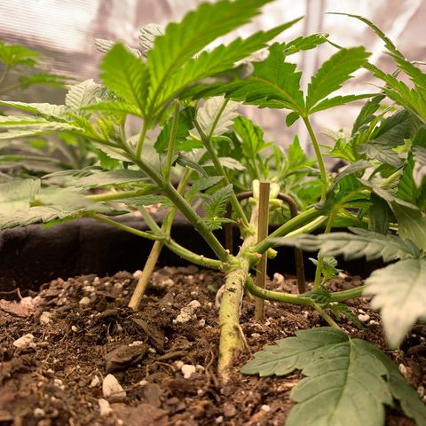 Bubblegum XL growlog timeline photo