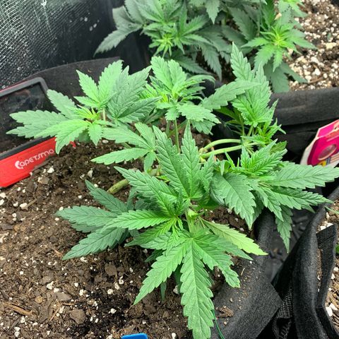 Bubblegum XL growlog timeline photo
