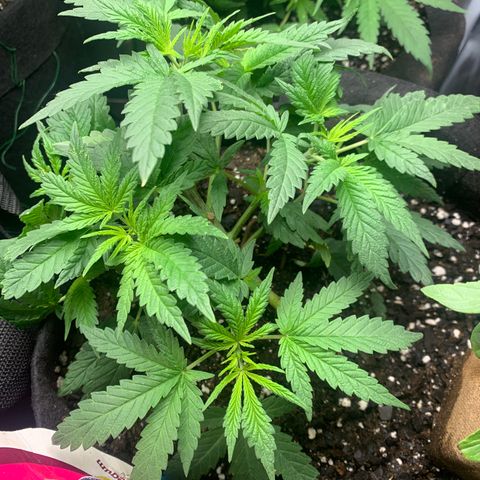Bubblegum XL growlog timeline photo