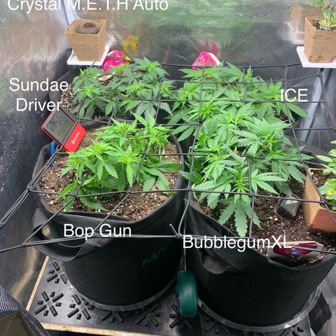 Bubblegum XL growlog photo: Installed trellis