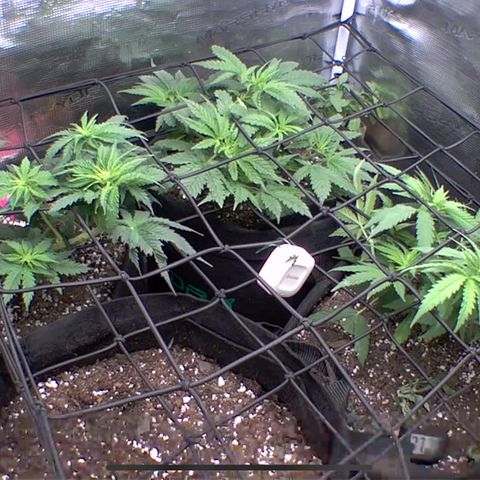 Bubblegum XL growlog timeline photo