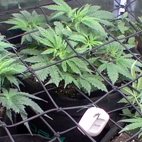 Bubblegum XL growlog timeline photo