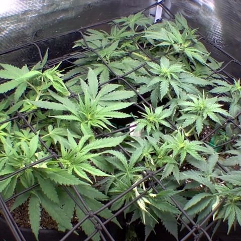 Bubblegum XL growlog photo: Scrog