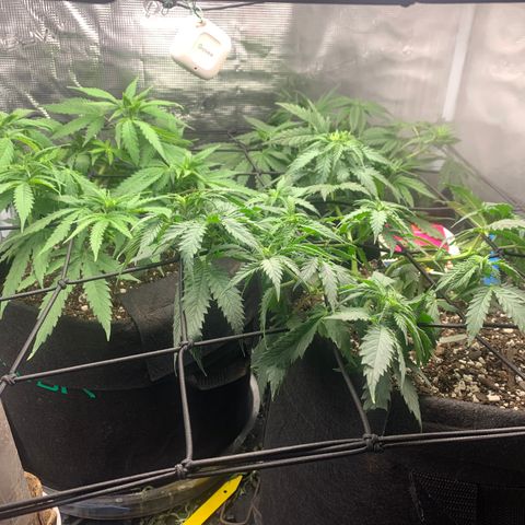 Bubblegum XL growlog timeline photo