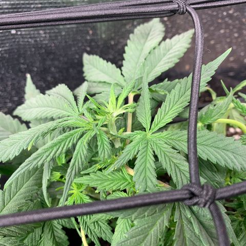 Bubblegum XL growlog timeline photo
