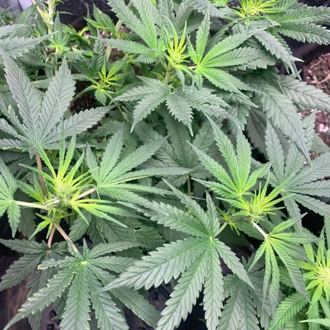 Bubblegum XL growlog timeline photo