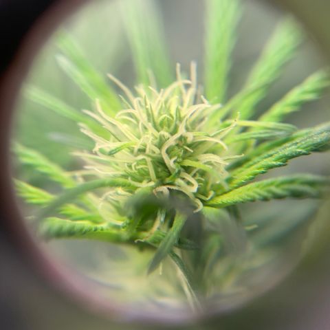 Bubblegum XL growlog timeline photo