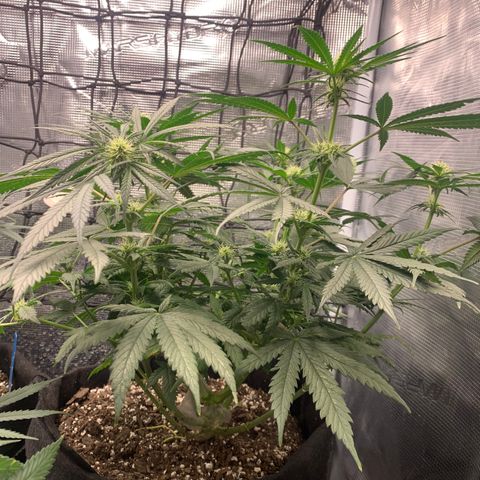 Bubblegum XL growlog timeline photo