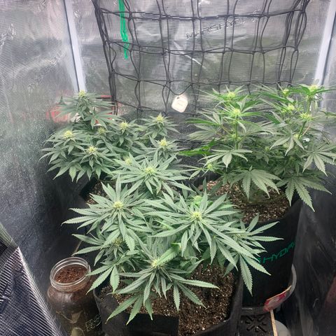 Bubblegum XL growlog timeline photo