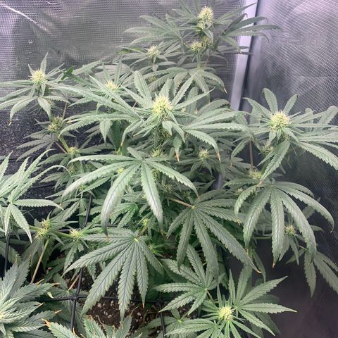 Bubblegum XL growlog timeline photo