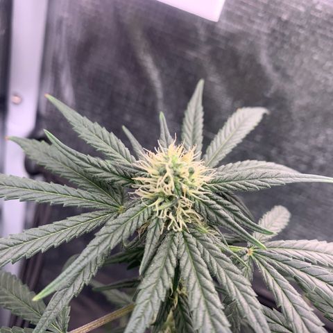 Bubblegum XL growlog timeline photo