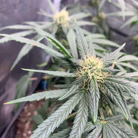 Bubblegum XL growlog timeline photo