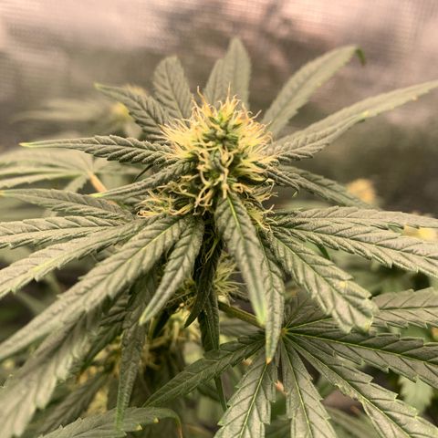 Bubblegum XL growlog timeline photo