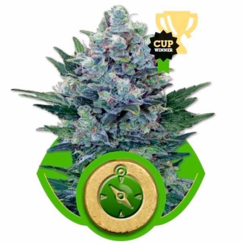 Northern Light Automatic 2024 Freebie growlog photo