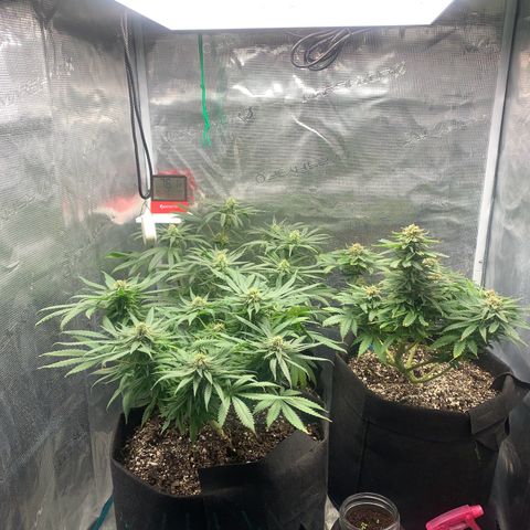 Northern Light Automatic 2024 Freebie growlog photo